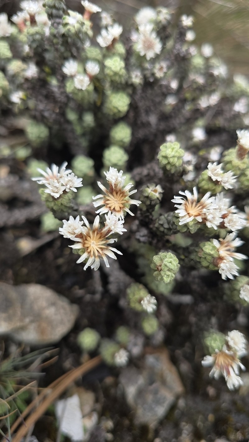 Gnaphaliothamnus aecidiocephalus photo 3