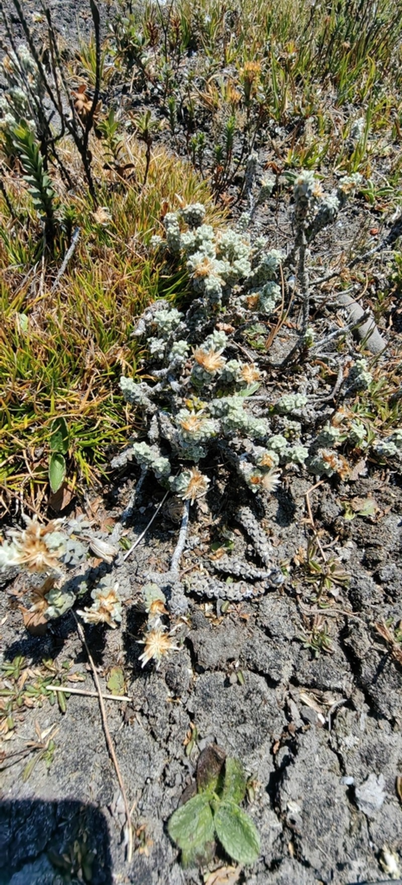 Gnaphaliothamnus aecidiocephalus photo 4