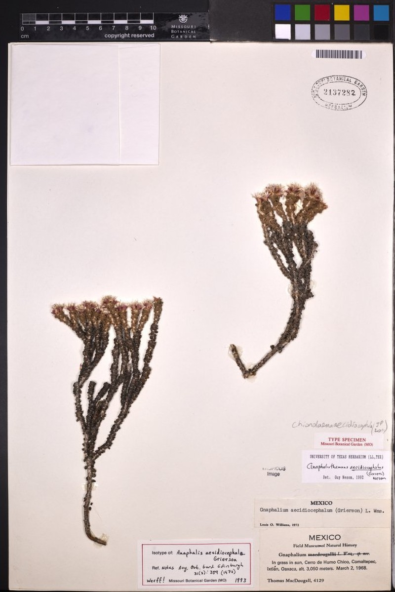 Gnaphaliothamnus aecidiocephalus photo 6
