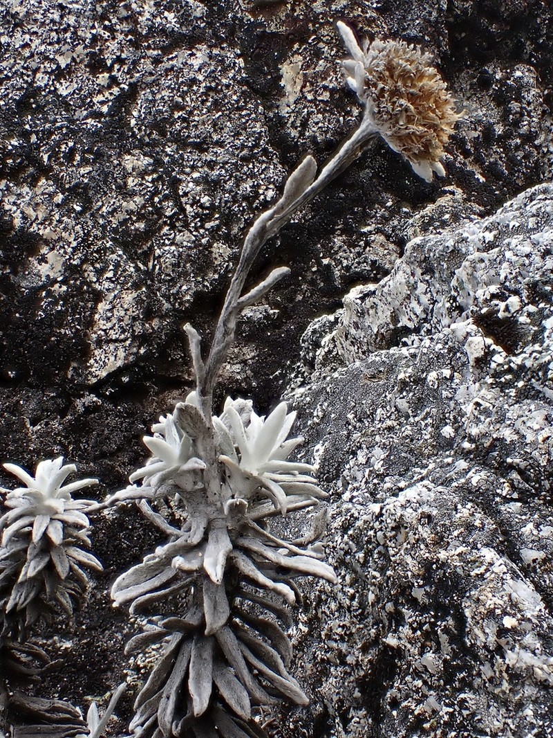 Gnaphaliothamnus columbianus