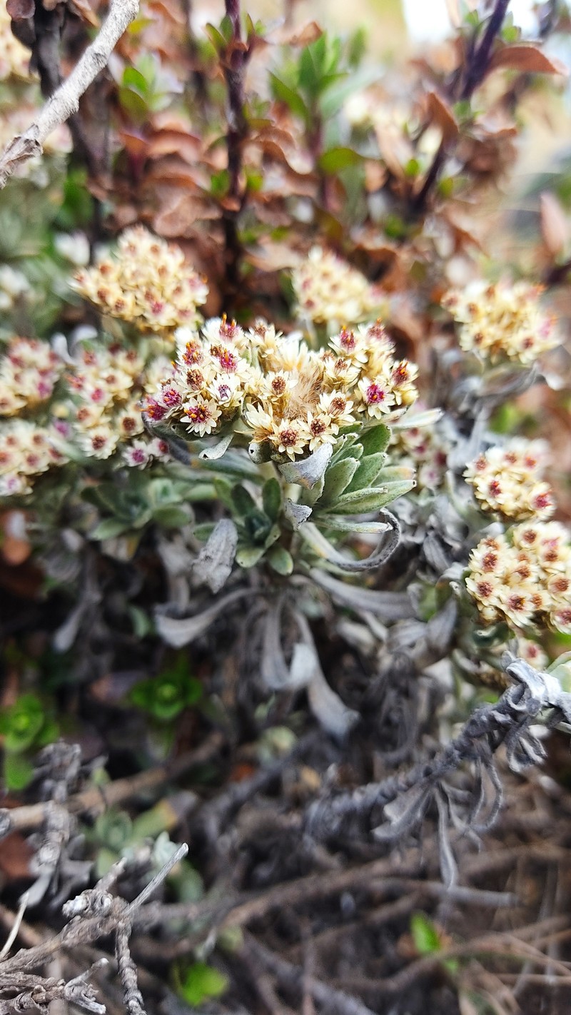 Gnaphaliothamnus concinnus photo 2