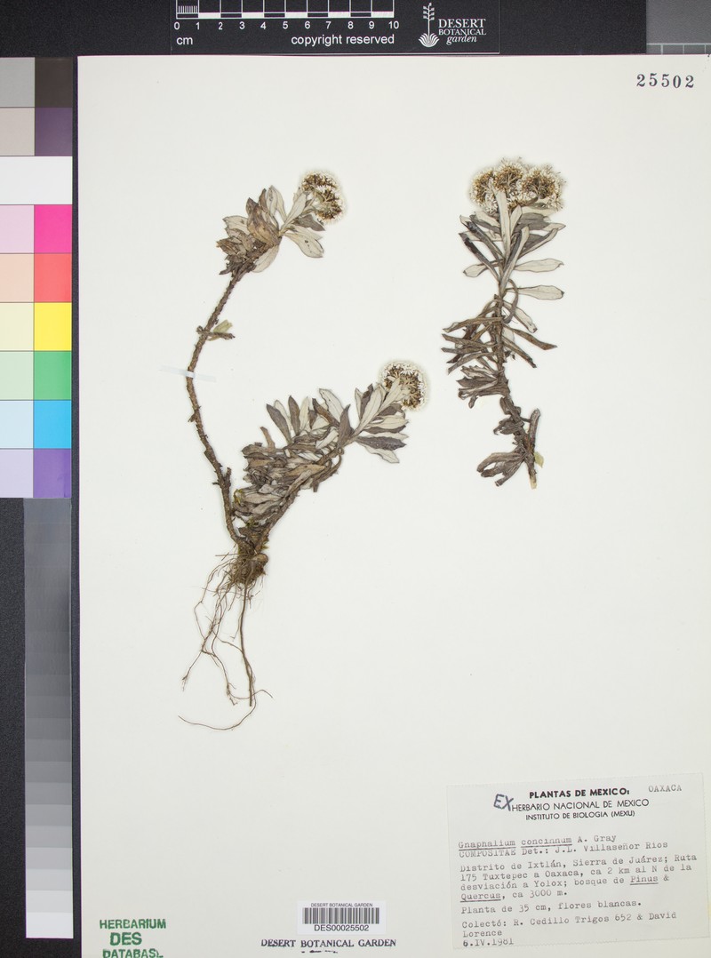 Gnaphaliothamnus concinnus photo 3
