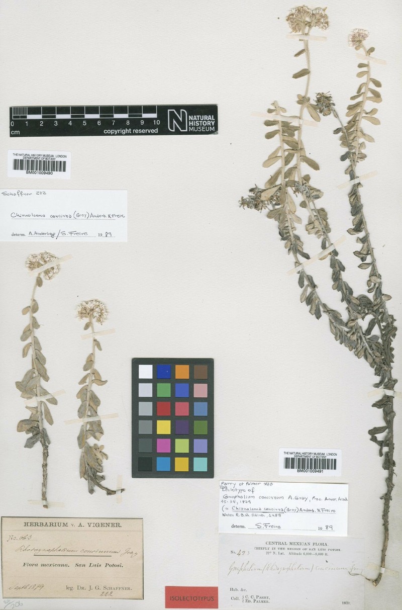 Gnaphaliothamnus concinnus photo 4