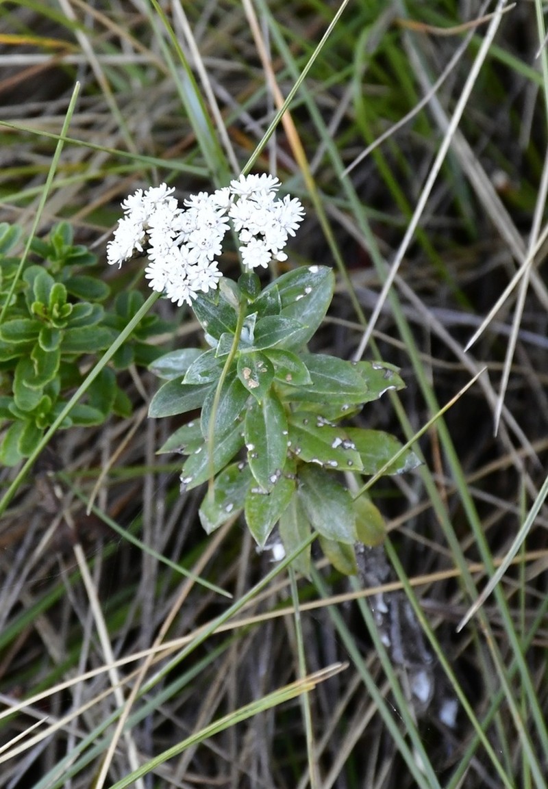 Gnaphaliothamnus eleagnoides