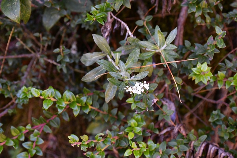 Gnaphaliothamnus eleagnoides photo 4