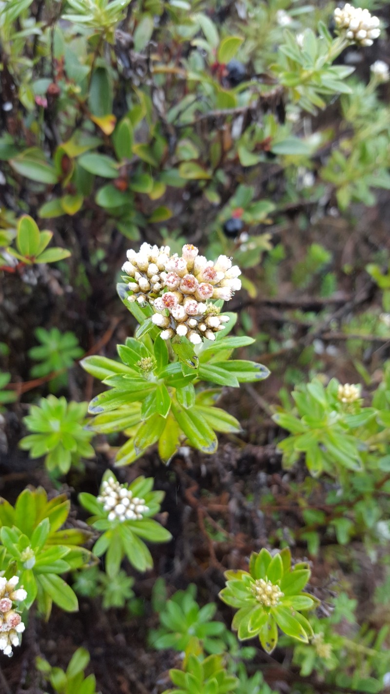Gnaphaliothamnus eleagnoides photo 5