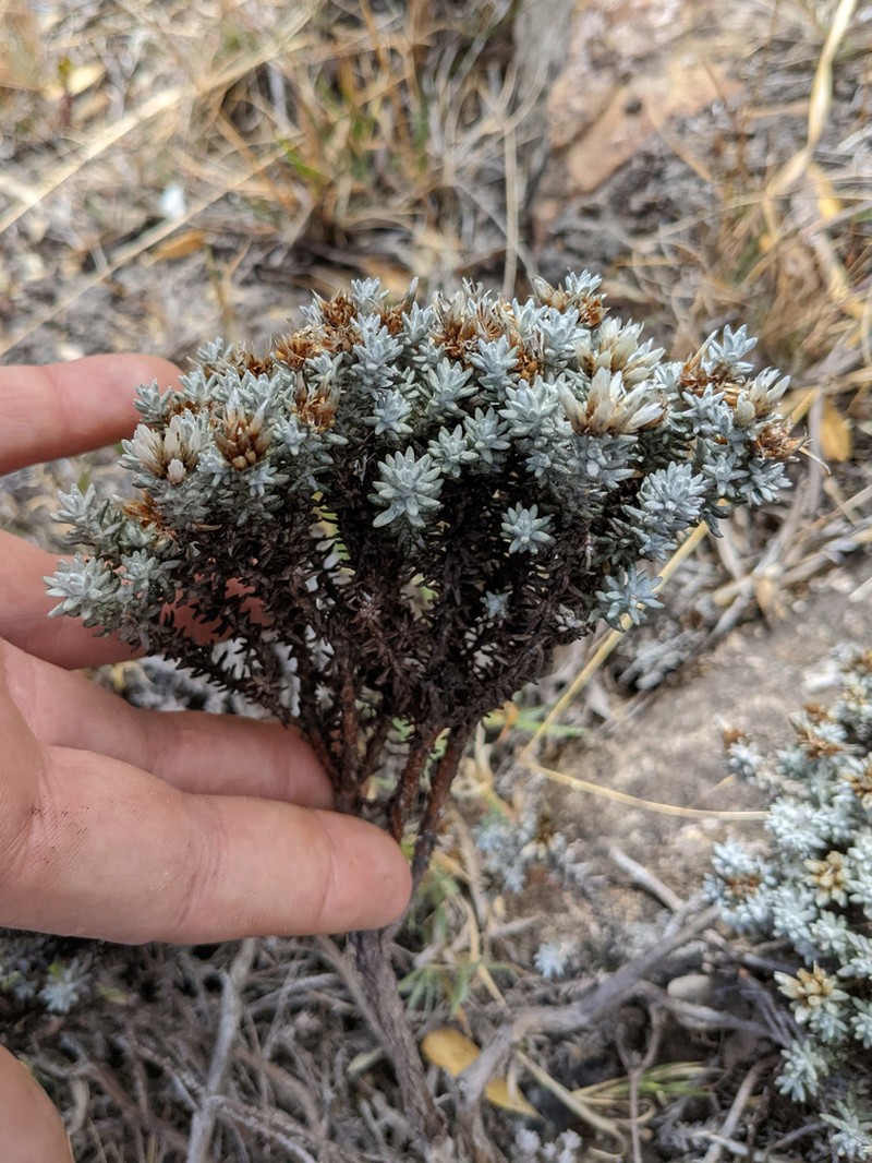 Gnaphaliothamnus lavandulifolius