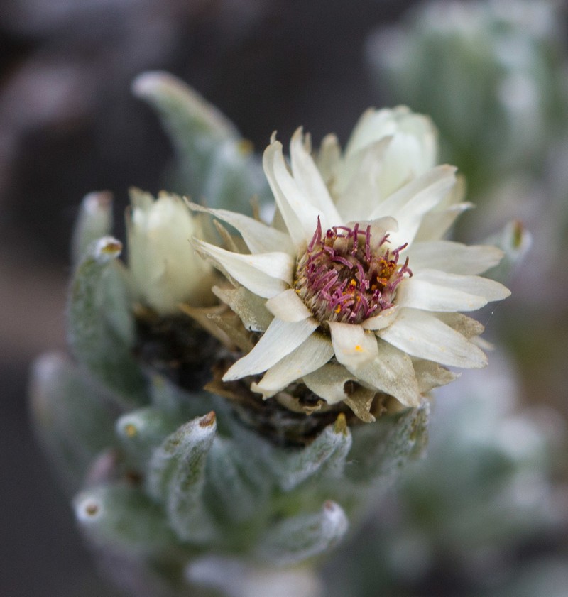 Gnaphaliothamnus lavandulifolius photo 2