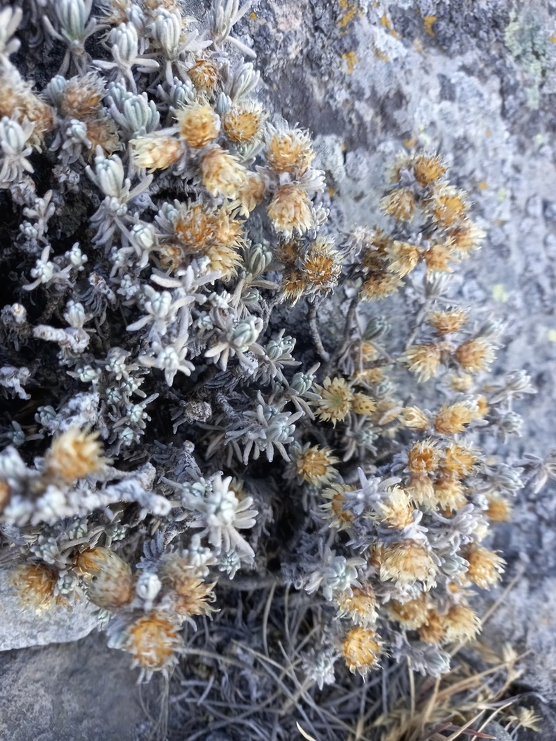 Gnaphaliothamnus lavandulifolius photo 3