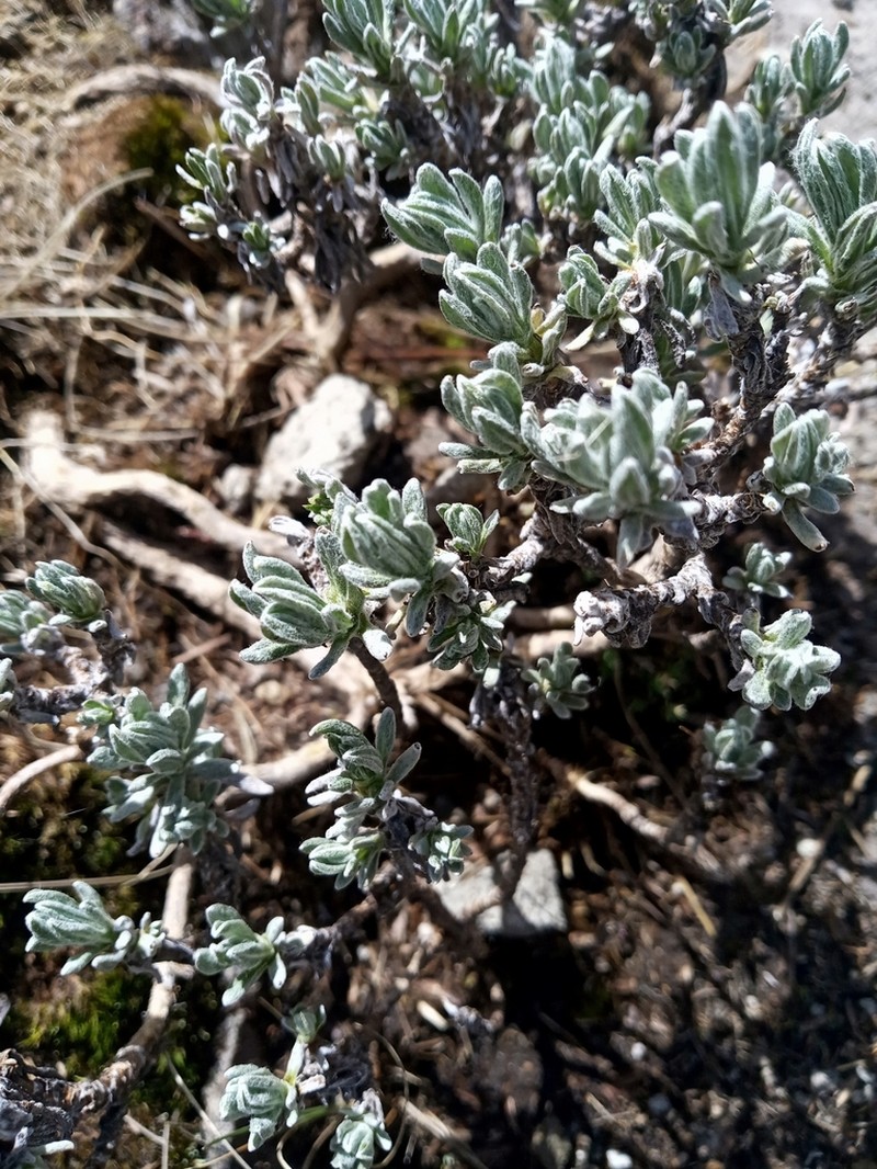 Gnaphaliothamnus lavandulifolius photo 4