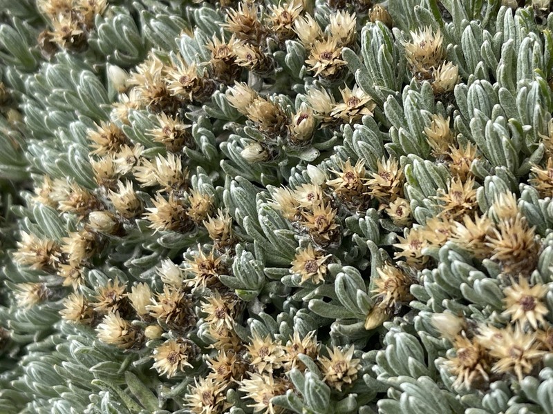 Gnaphaliothamnus lavandulifolius photo 5