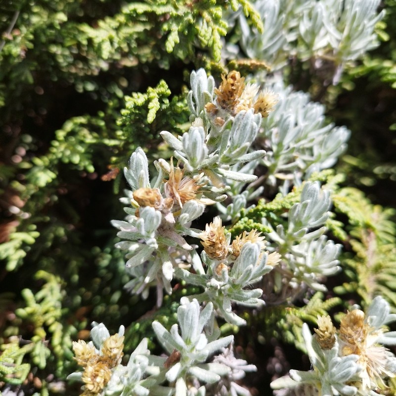 Gnaphaliothamnus lavandulifolius photo 6