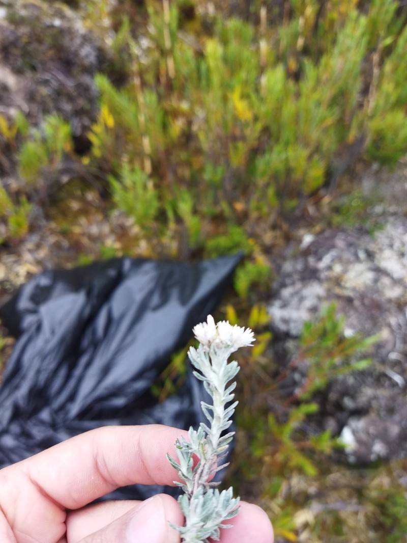 Gnaphaliothamnus lavandulifolius photo 7