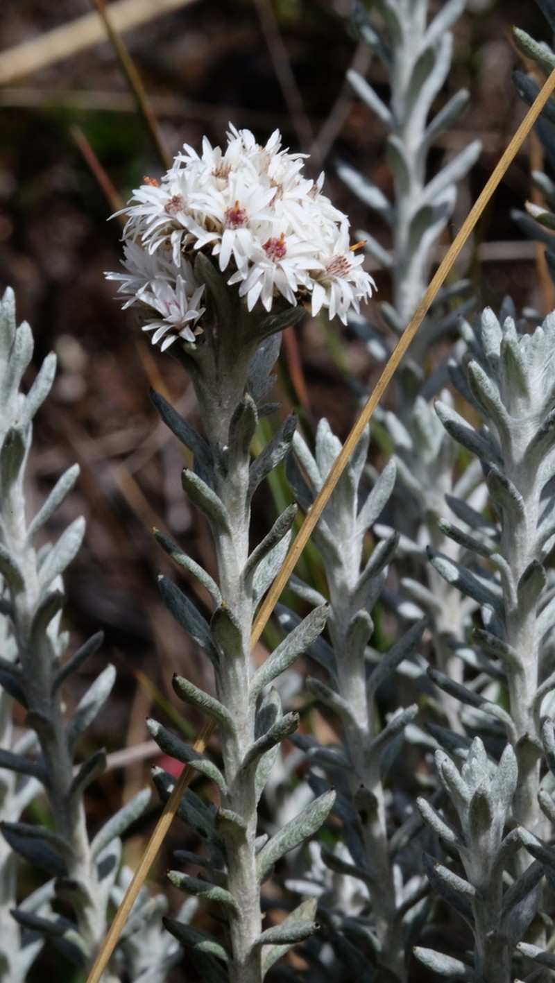 Gnaphaliothamnus lavandulifolius photo 8