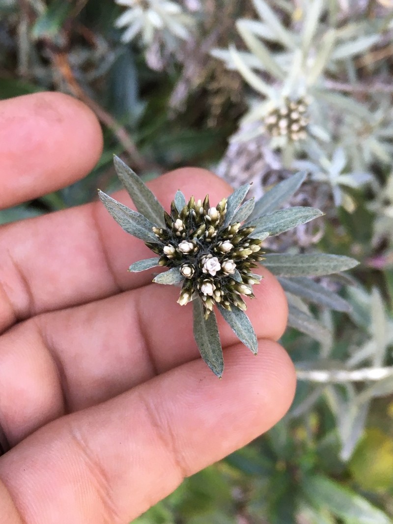 Gnaphaliothamnus mexicanus