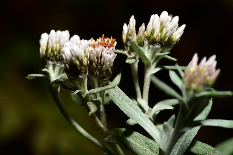 Gnaphaliothamnus mexicanus photo 2