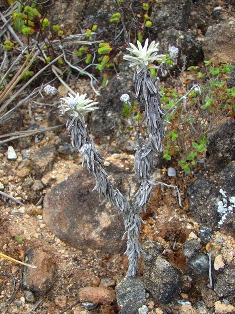 Gnaphaliothamnus perijensis