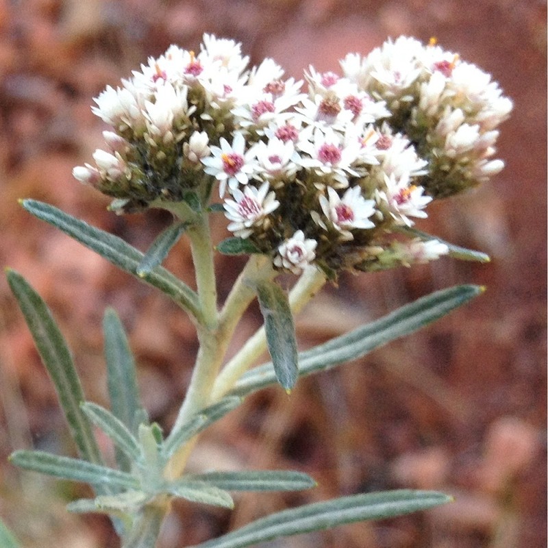 Gnaphaliothamnus salicifolius