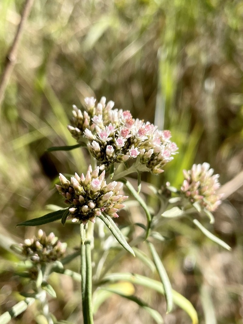Gnaphaliothamnus salicifolius photo 2