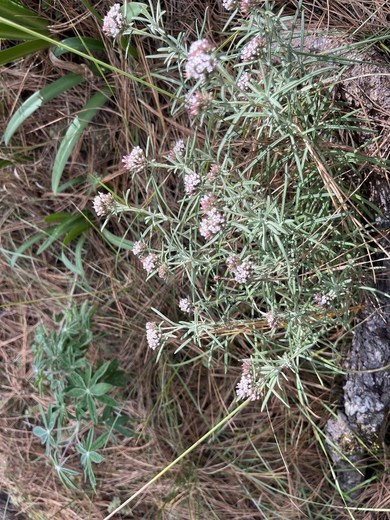 Gnaphaliothamnus salicifolius photo 3