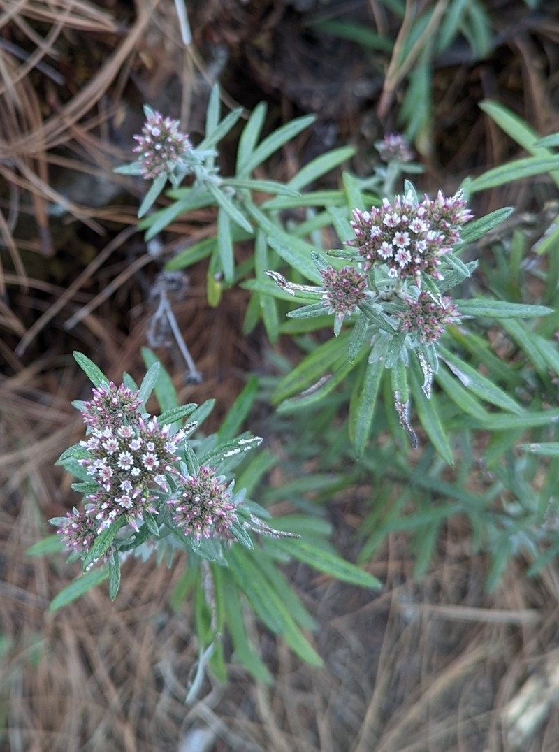 Gnaphaliothamnus salicifolius photo 4