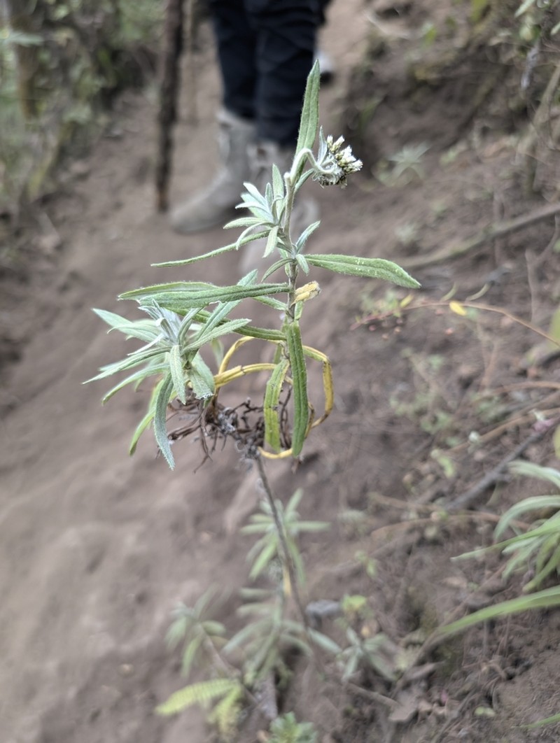 Gnaphaliothamnus salicifolius photo 5