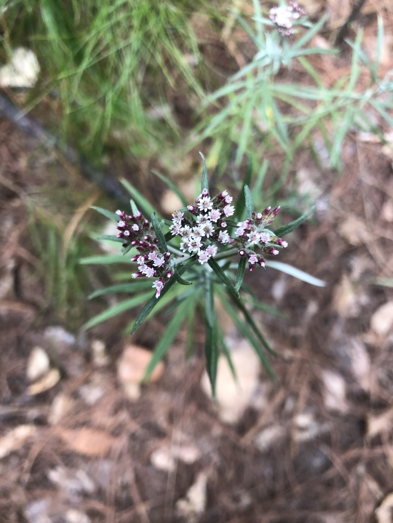 Gnaphaliothamnus salicifolius photo 6