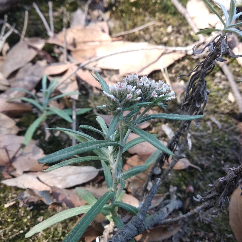 Gnaphaliothamnus salicifolius photo 7