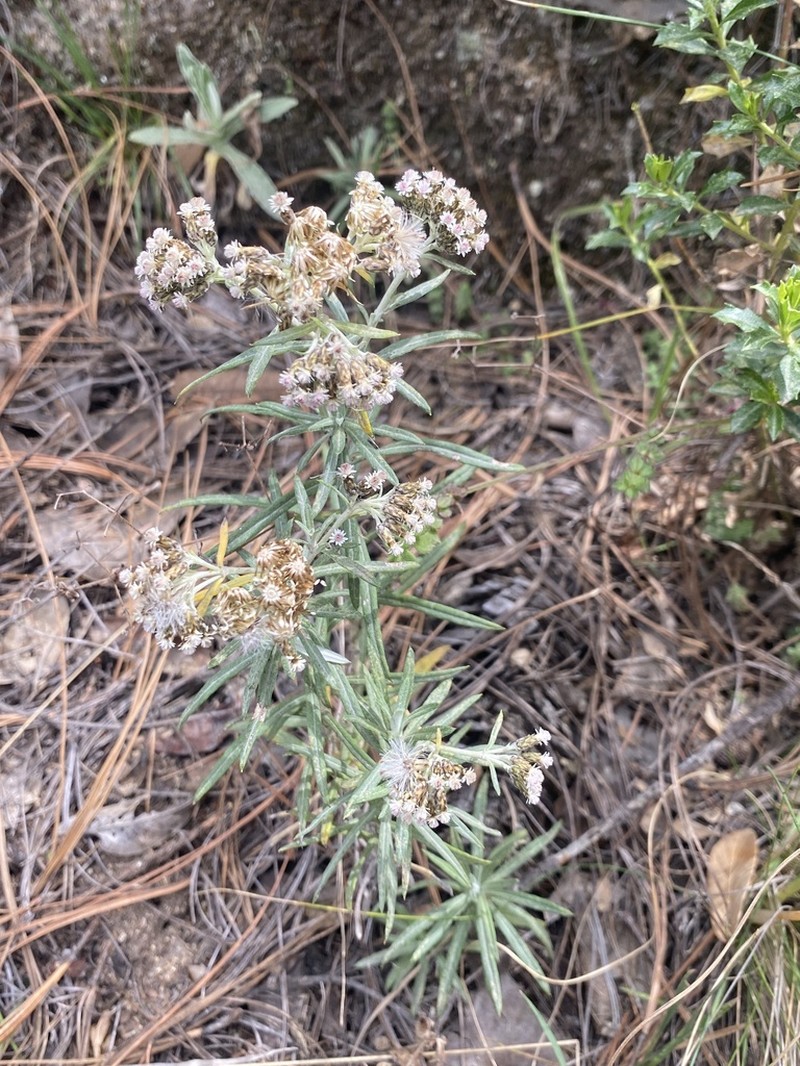Gnaphaliothamnus salicifolius photo 8