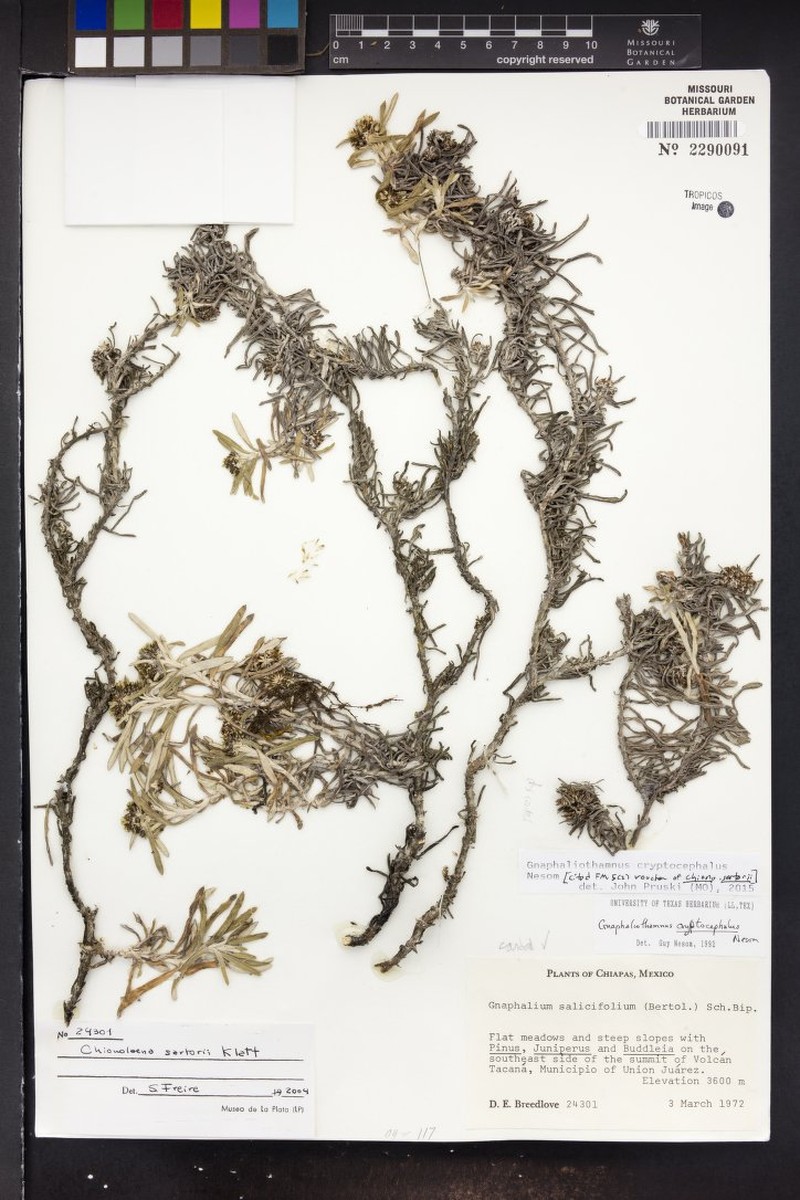 Gnaphaliothamnus sartorii