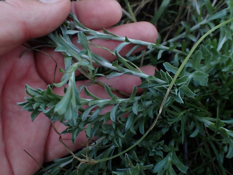 Gnaphalium austroafricanum