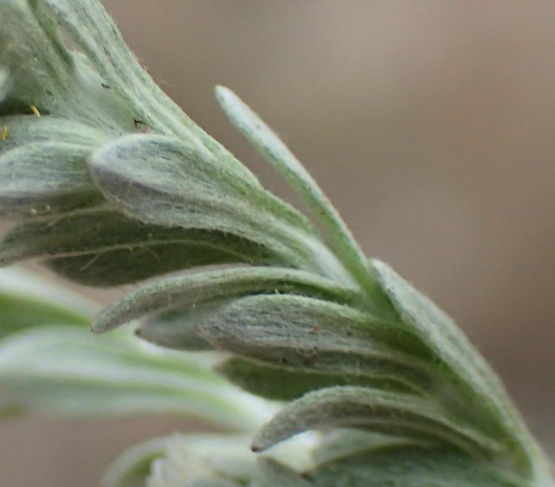 Gnaphalium capense