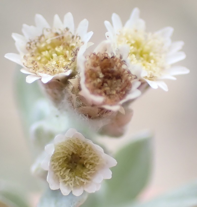 Gnaphalium capense photo 2