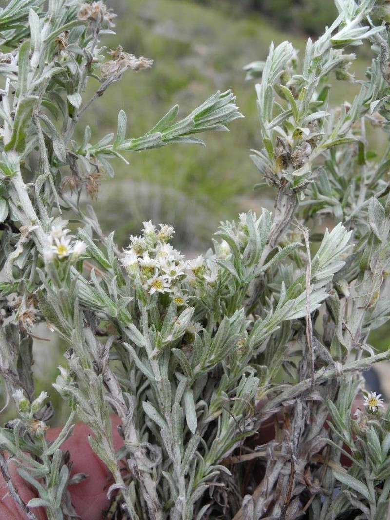 Gnaphalium capense photo 3