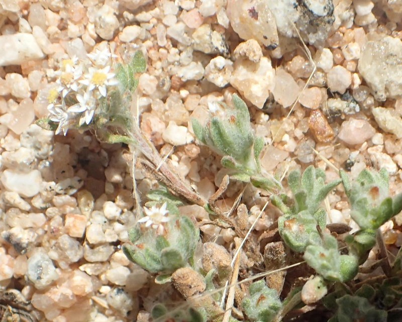 Gnaphalium capense photo 4