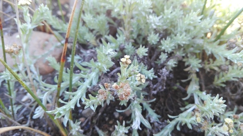 Gnaphalium capense photo 6