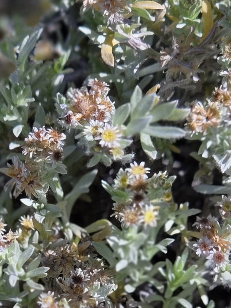 Gnaphalium capense photo 8