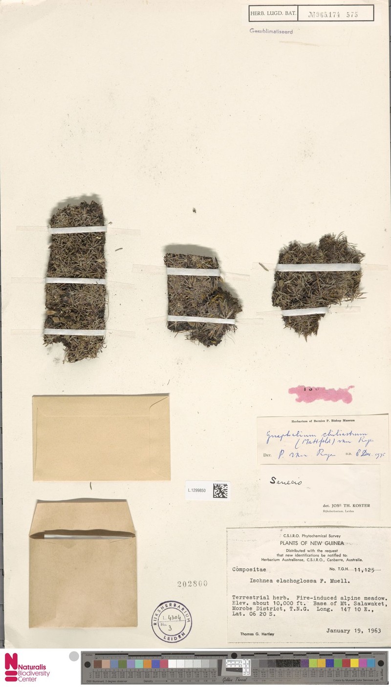 Gnaphalium chiliastrum