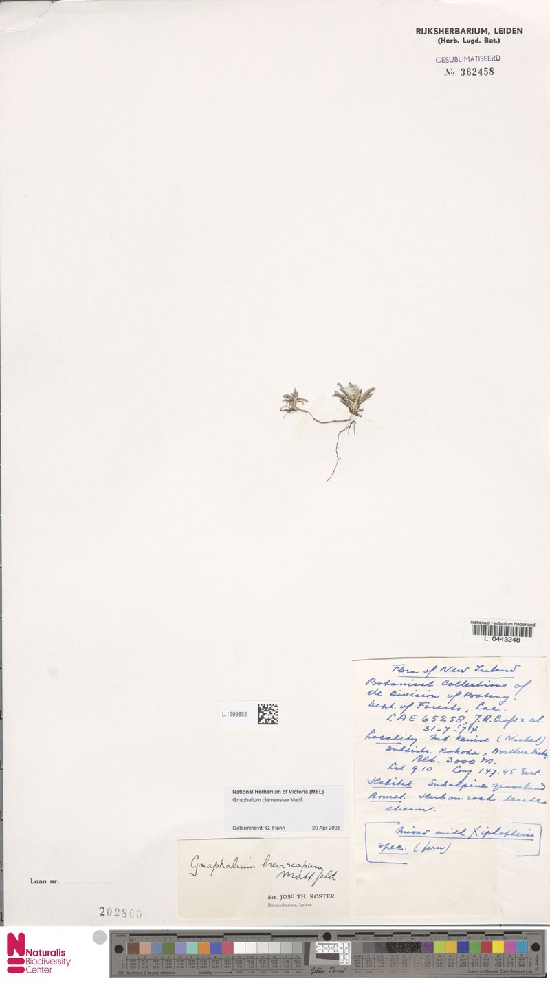 Gnaphalium clemensiae