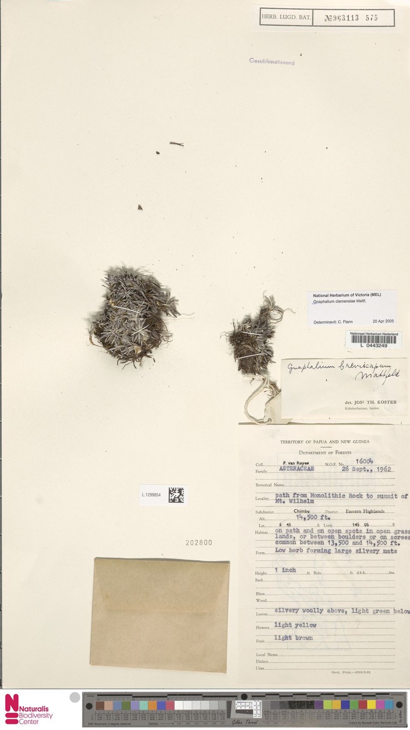 Gnaphalium clemensiae photo 2