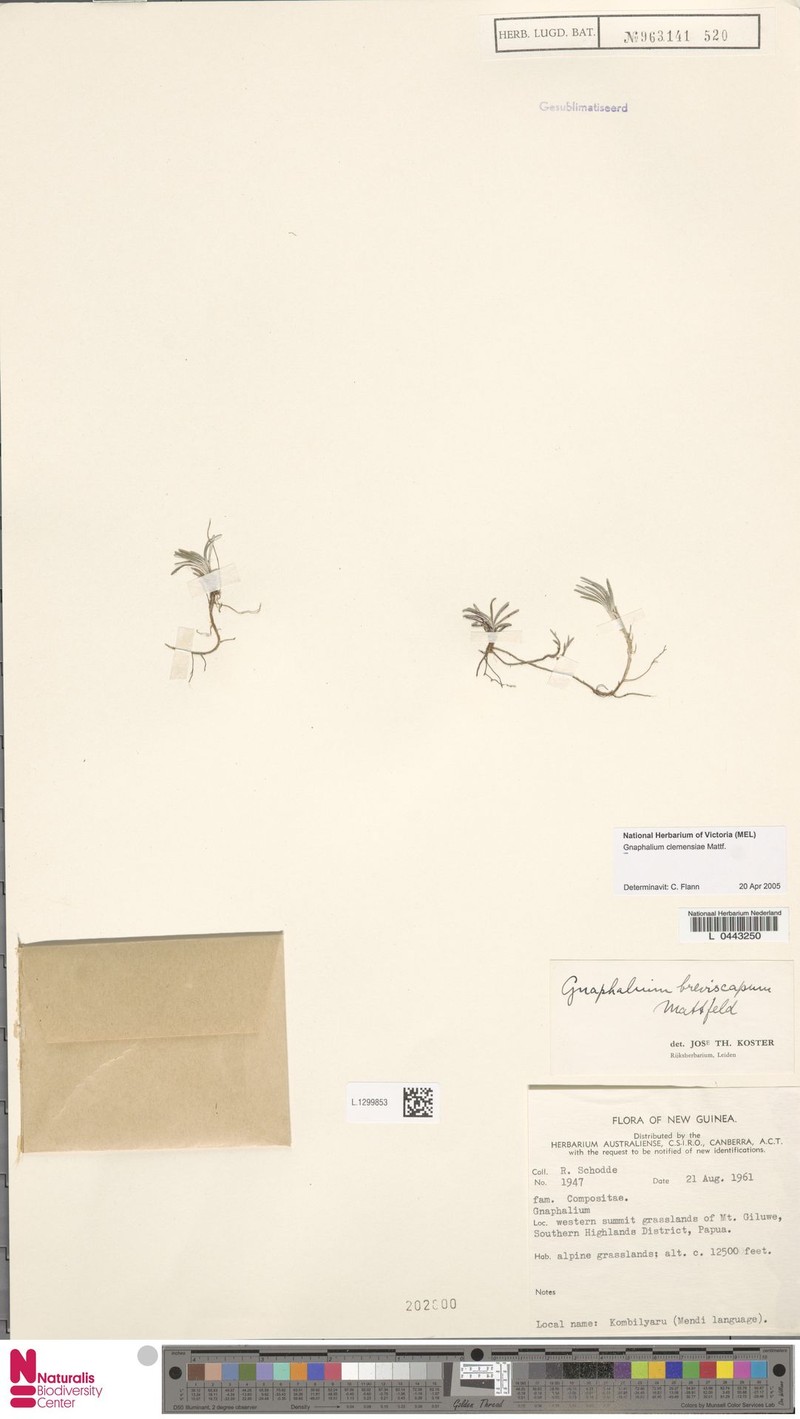 Gnaphalium clemensiae photo 3