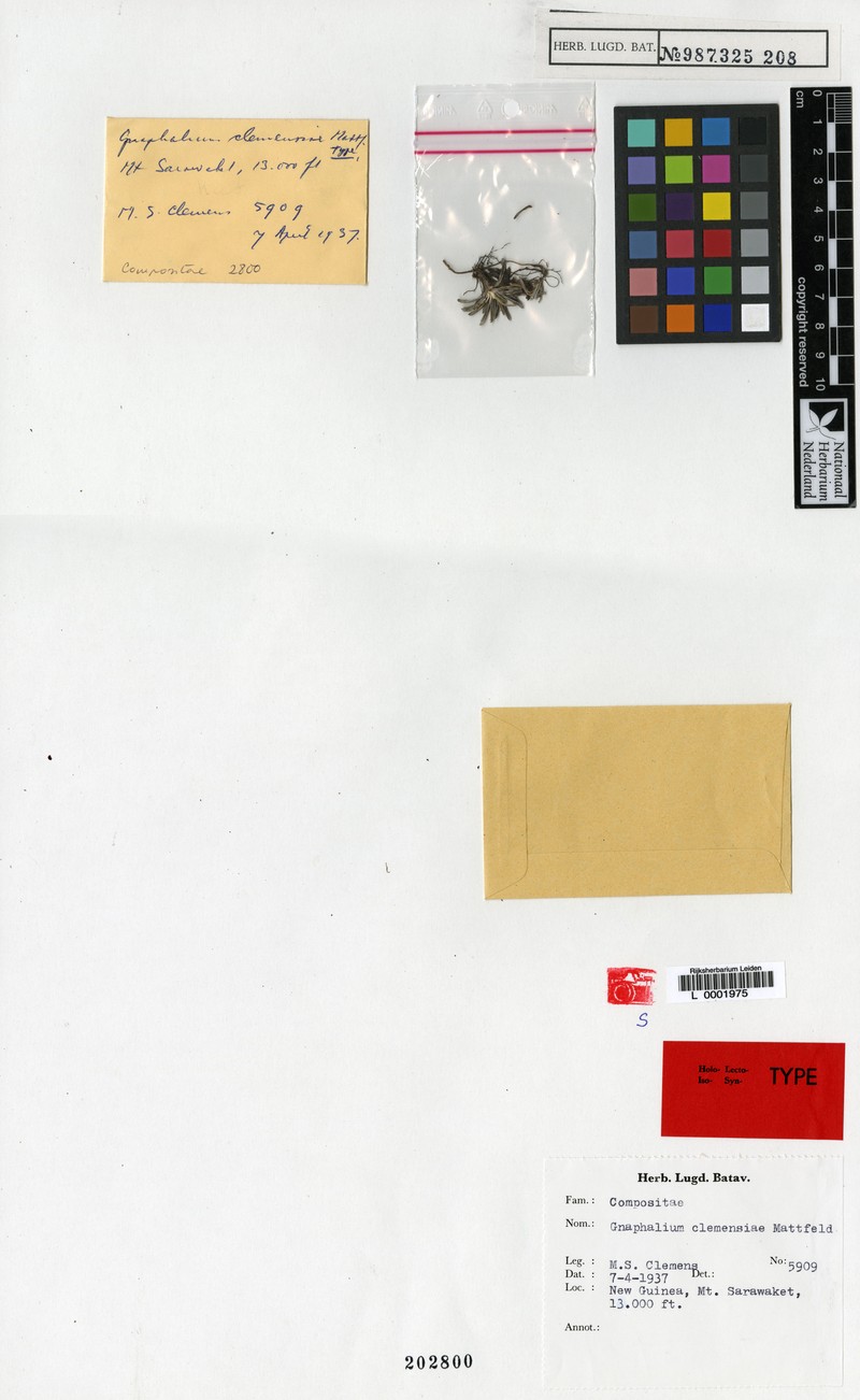 Gnaphalium clemensiae photo 4