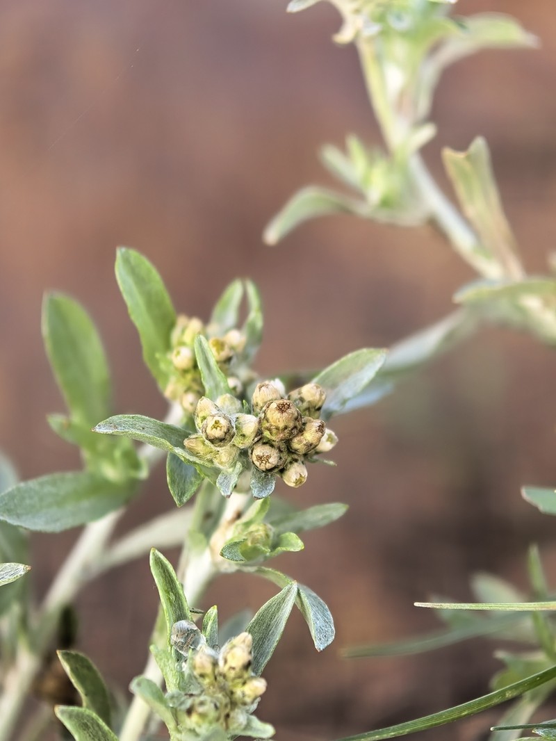 Gnaphalium confine
