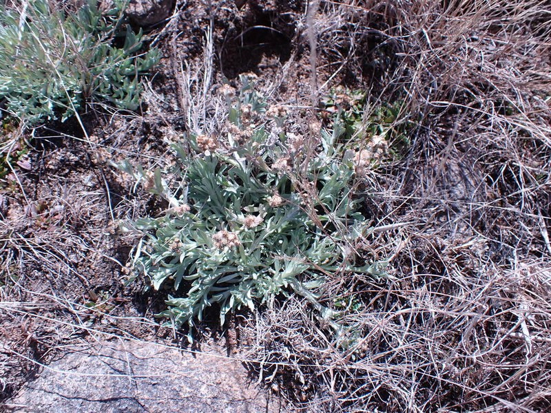 Gnaphalium confine photo 2