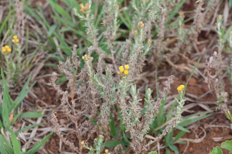 Gnaphalium confine photo 3