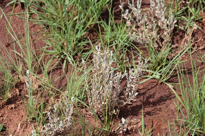 Gnaphalium confine photo 4