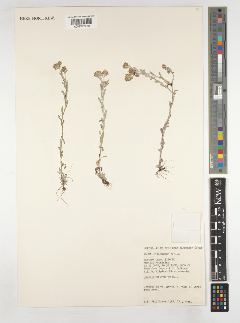 Gnaphalium confine photo 6