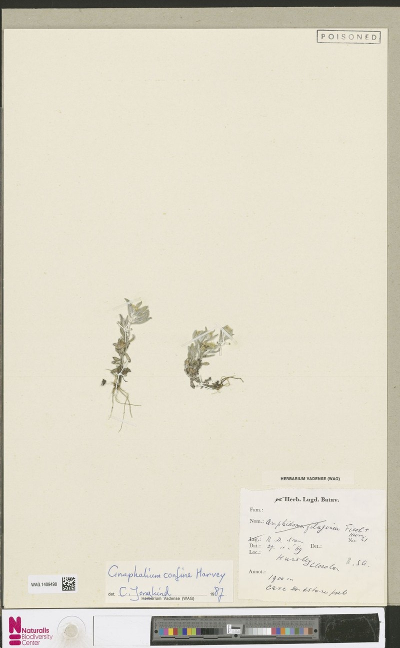 Gnaphalium confine photo 8