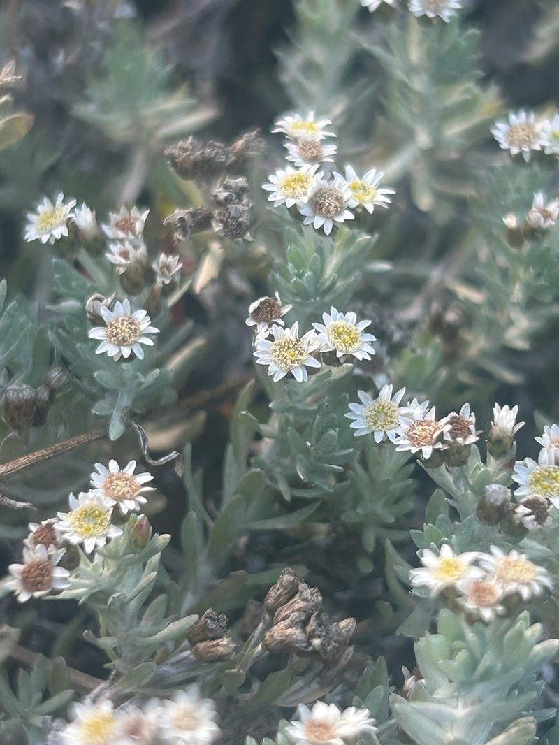 Gnaphalium declinatum