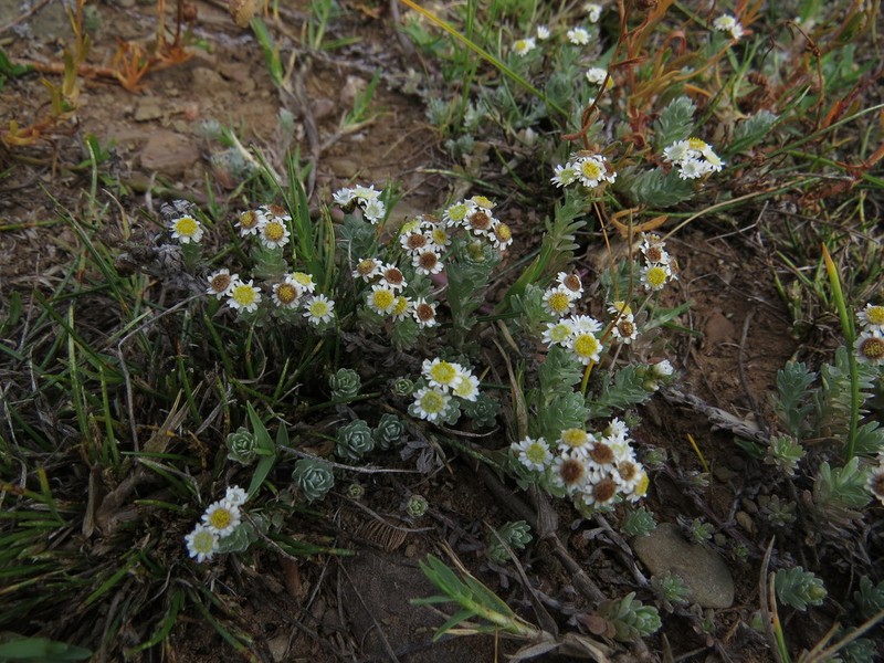 Gnaphalium declinatum photo 2